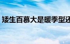 矮生百慕大是暖季型还是冷季型 矮生百慕大 