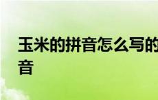 玉米的拼音怎么写的拼音怎么读啊 玉米的拼音 