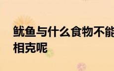 鱿鱼与什么食物不能一起吃 鱿鱼与什么食物相克呢 