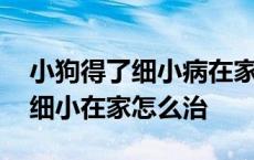 小狗得了细小病在家怎么治疗能好 狗狗得了细小在家怎么治 