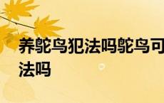 养鸵鸟犯法吗鸵鸟可以私人养殖吗 养鸵鸟犯法吗 