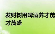 发财树用啤酒养才茂盛 视频 发财树用啤酒养才茂盛 