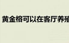 黄金榕可以在客厅养殖吗 黄金榕的室内养殖 