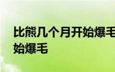 比熊几个月开始爆毛开始补养 比熊几个月开始爆毛 