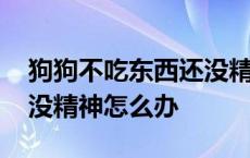 狗狗不吃东西还没精神怎么办 小狗不吃东西没精神怎么办 