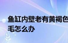 鱼缸内壁老有黄褐色怎么处理 鱼缸水草长绿毛怎么办 