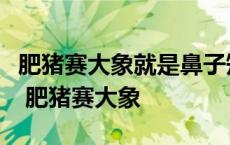 肥猪赛大象就是鼻子短全社杀一口足够吃半年 肥猪赛大象 