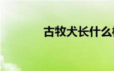 古牧犬长什么样 古牧狗图片 