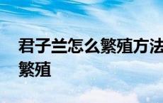 君子兰怎么繁殖方法和注意事项 君子兰怎么繁殖 