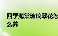 四季海棠玻璃翠花怎么养 四季海棠玻璃翠怎么养 