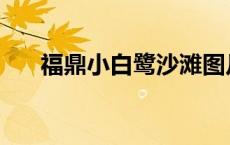 福鼎小白鹭沙滩图片 福鼎小白鹭沙滩 