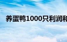 养蛋鸭1000只利润和成本 养鸭子利润怎么样 