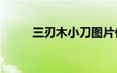 三刃木小刀图片价格大全 三刃木 