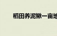 稻田养泥鳅一亩地利润 稻田养泥鳅 