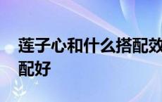 莲子心和什么搭配效果最好 莲子心与什么搭配好 