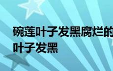 碗莲叶子发黑腐烂的原因以及解决方法 碗莲叶子发黑 