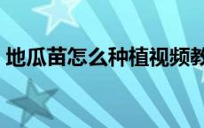 地瓜苗怎么种植视频教程 地瓜苗的培育方法 