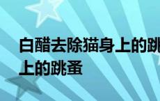 白醋去除猫身上的跳蚤有用吗 白醋去除猫身上的跳蚤 