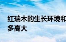 红瑞木的生长环境和适应气候 红瑞木树能长多高大 