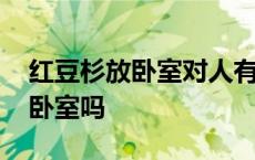 红豆杉放卧室对人有好处吗 红豆杉可以放在卧室吗 