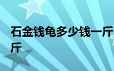 石金钱龟多少钱一斤2021 石金钱龟多少钱一斤 