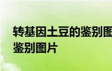 转基因土豆的鉴别图片和视频 转基因土豆的鉴别图片 