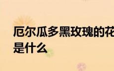 厄尔瓜多黑玫瑰的花语是什么 黑玫瑰的花语是什么 