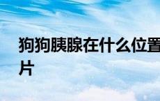 狗狗胰腺在什么位置图片 胰腺在什么位置图片 