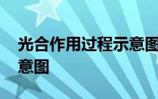 光合作用过程示意图简图 光合作用的过程示意图 