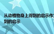 从动植物身上得到的启示作文400字四年级 从动植物身上得到的启示 