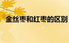 金丝枣和红枣的区别 金丝枣的功效与作用 