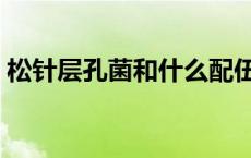 松针层孔菌和什么配伍才有效果 松针层孔菌 