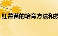 红薯苗的培育方法和技术 红薯苗的培育方法 