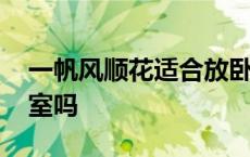 一帆风顺花适合放卧室吗 一帆风顺花能放卧室吗 