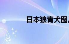 日本狼青犬图片 日本狼青犬 