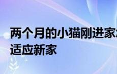 两个月的小猫刚进家怎么训练 2个月小猫怎样适应新家 