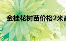 金桂花树苗价格2米高左右 金桂花树价格 