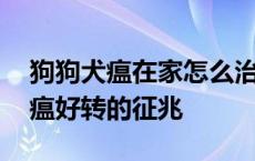 狗狗犬瘟在家怎么治疗需要买什么药 狗狗狗瘟好转的征兆 