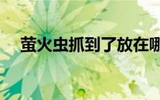 萤火虫抓到了放在哪里 被捕获的萤火虫 