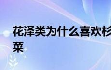 花泽类为什么喜欢杉菜 花泽类为什么要吻杉菜 