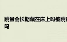 跳蚤会长期藏在床上吗被跳蚤咬的症状 跳蚤会长期藏在床上吗 