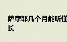 萨摩耶几个月能听懂话 萨摩耶几个月开始猛长 