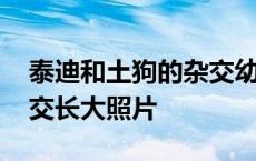 泰迪和土狗的杂交幼犬饲养方法 土狗泰迪杂交长大照片 