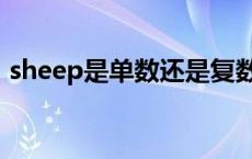 sheep是单数还是复数 sheep是可数名词吗 