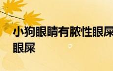 小狗眼睛有脓性眼屎还呕吐 小狗眼睛有脓性眼屎 