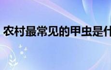 农村最常见的甲虫是什么 农村最常见的甲虫 