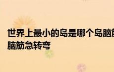 世界上最小的岛是哪个岛脑筋急转弯 世界上最小的岛是什么脑筋急转弯 