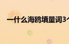 一什么海鸥填量词3个 一什么海鸥填量词 