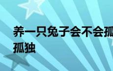 养一只兔子会不会孤独呢 养一只兔子会不会孤独 