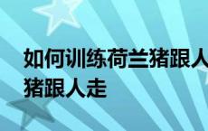 如何训练荷兰猪跟人走路视频 如何训练荷兰猪跟人走 